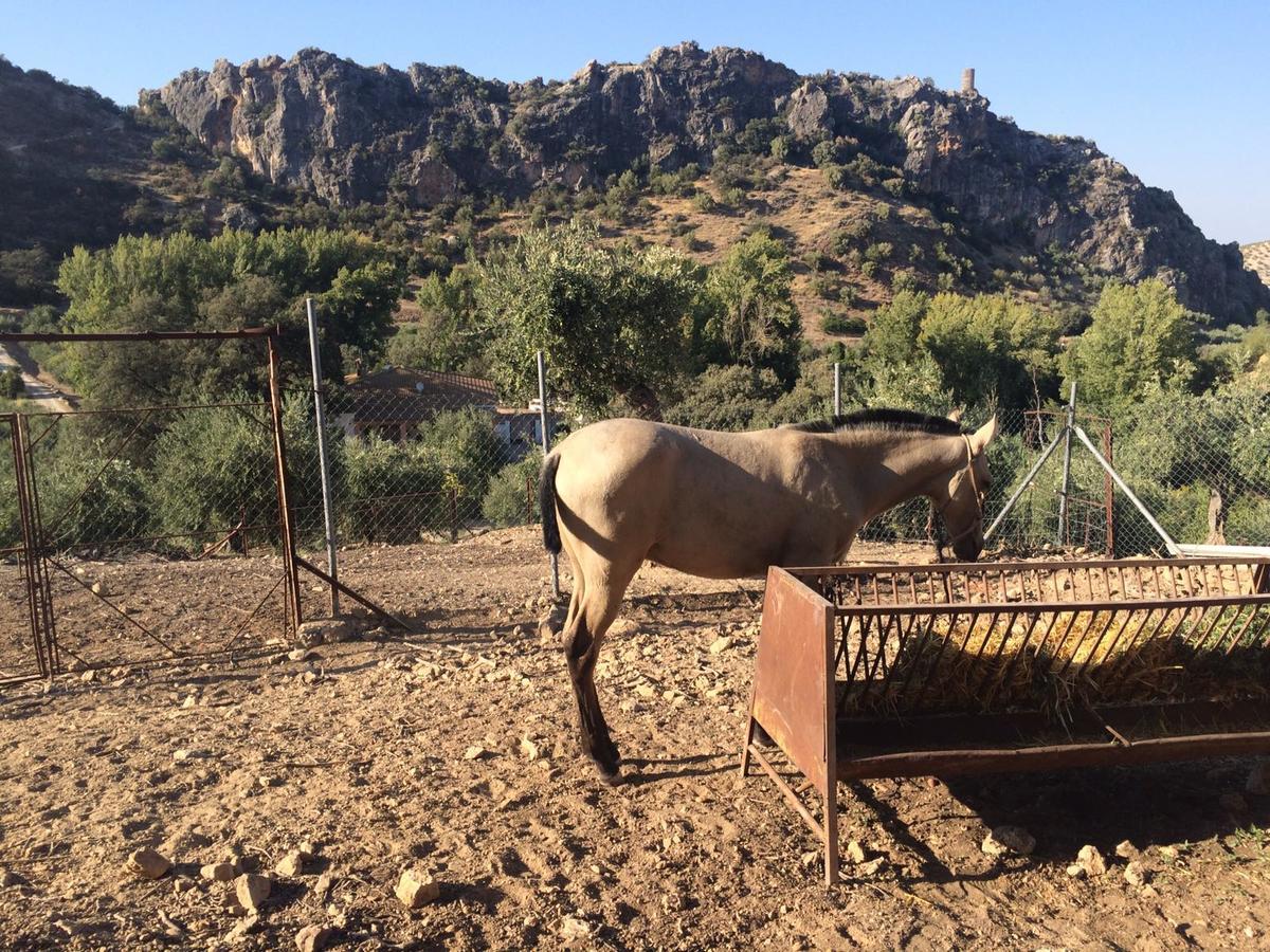 Villa La Quinta Priego de Córdoba Eksteriør billede