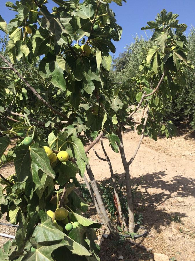 Villa La Quinta Priego de Córdoba Eksteriør billede